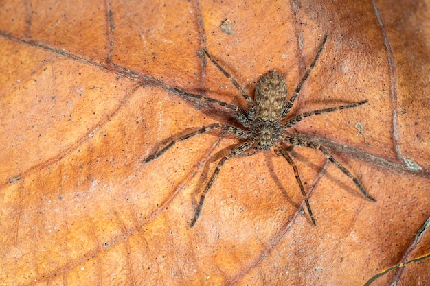 Photo image of a brown spider on dry leaves insect animal