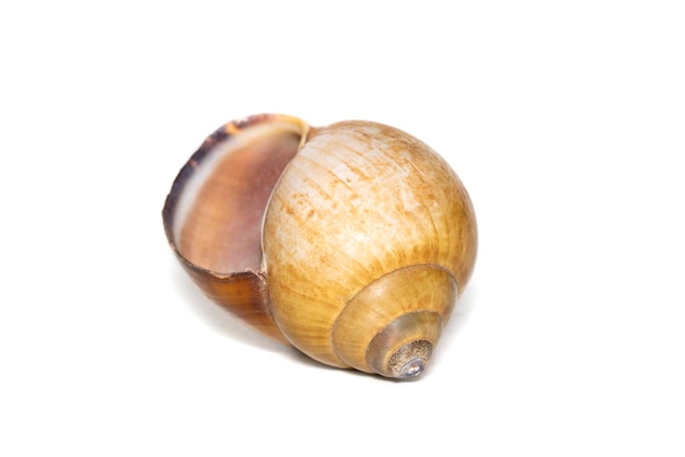 Photo image of brown spiral sea shell on a white background undersea animals sea shells