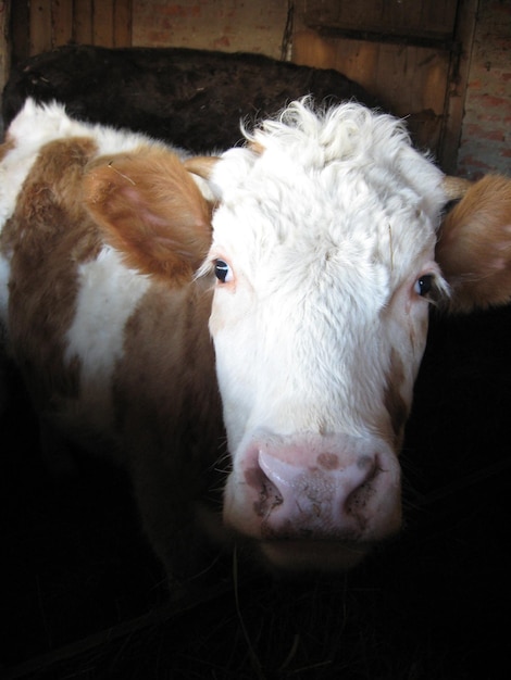 Image of brown and white cow living on a farm