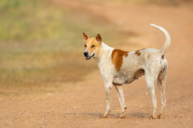 自然の茶色と白の縞模様の犬の画像。