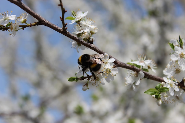 Image of bumblebee on the blossoming tree of plum