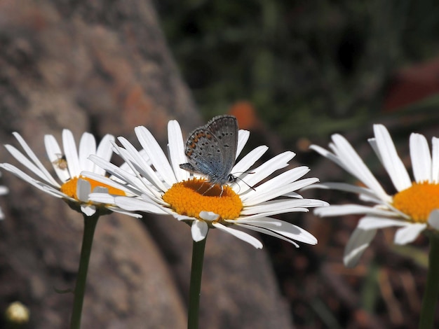 Image of a butterfly Golubyanka on a garden chamomile flower
