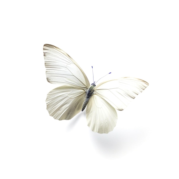 蝶のイメージ