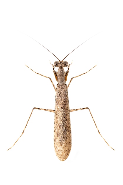 image of camouflaged bark mantis on white background. insect. animal.