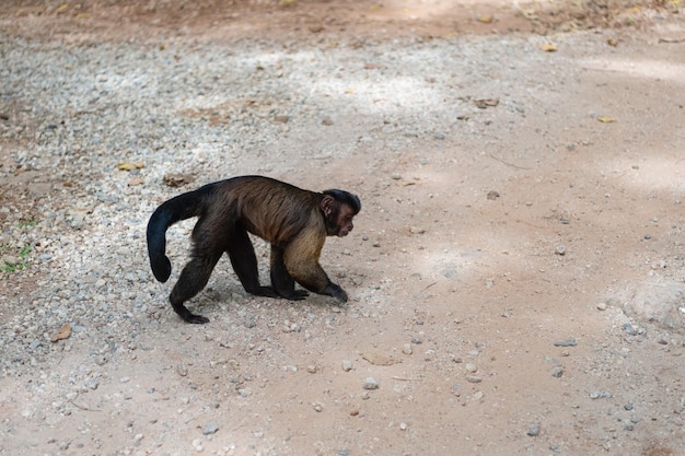 Image of capuchin monkey in wildlife capuchin monkey in wildlife capuchin monkey in wildlife