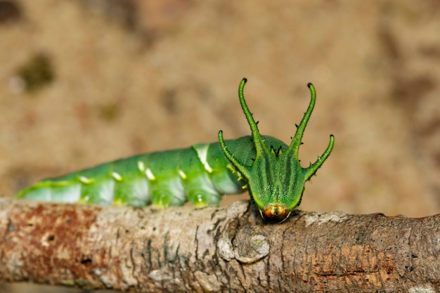 Photo image of caterpillar of common nawab butterfly (polyura athamas) or dragon-headed caterpillar on nature. insect. animal.