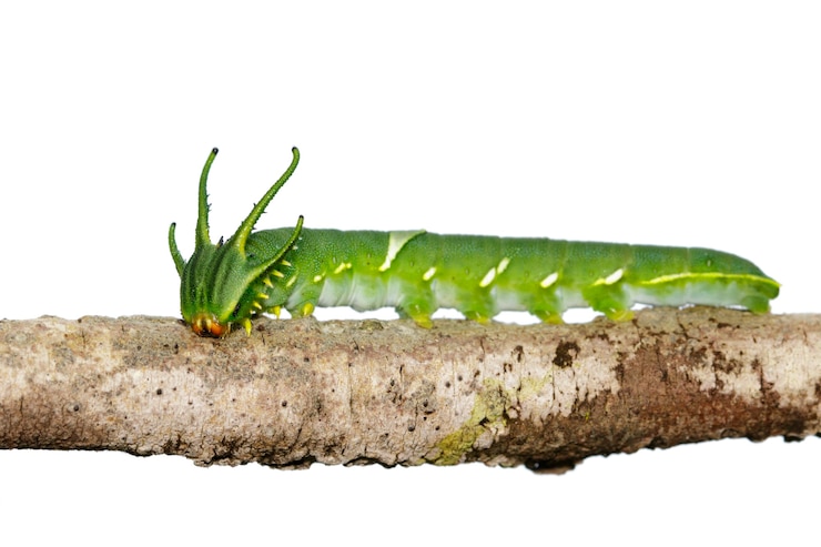 Photo image of caterpillar of common nawab butterfly (polyura athamas) or dragon-headed caterpillar on white background. insect. animal.