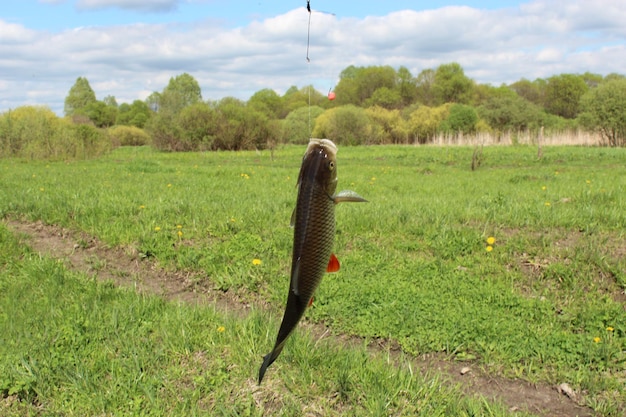 Image of caught beautiful chub on the hook