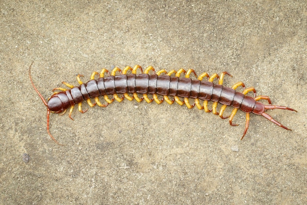 Image of centipedes or chilopoda on the ground. Animal. poisonous animals.