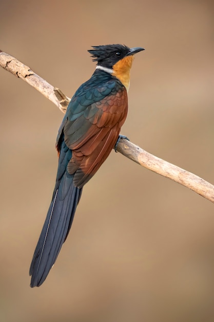 Image of chestnut-winged cuckoo bird. Bird. Animals.