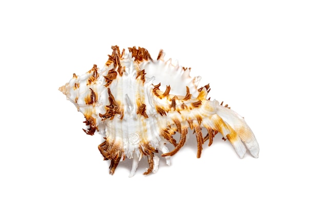 Photo image of chicoreus ramosus seashell common name the ramose murex or branched murex sea shells.