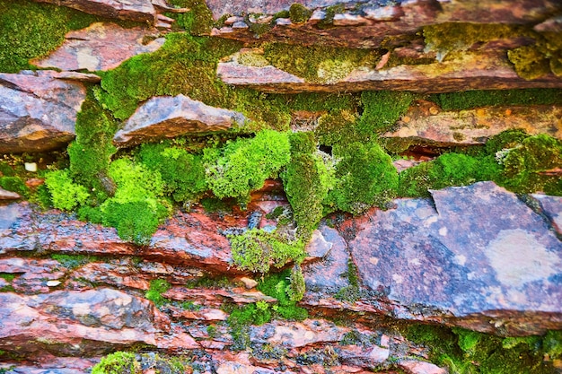 Image of Chunks of moss and slates of red rock detail on canyon wall