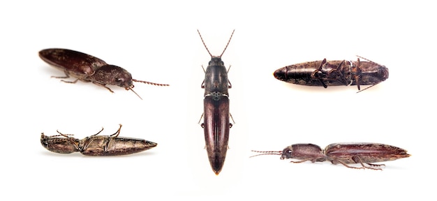 Photo image of click beetle isolated on white background insect animal