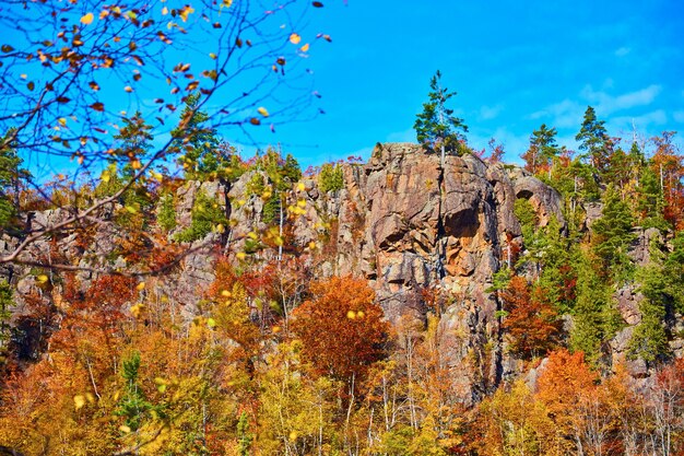 Image of Cliff from a distance with focus on solitary tree atop cliff and framed by blurry tree branches