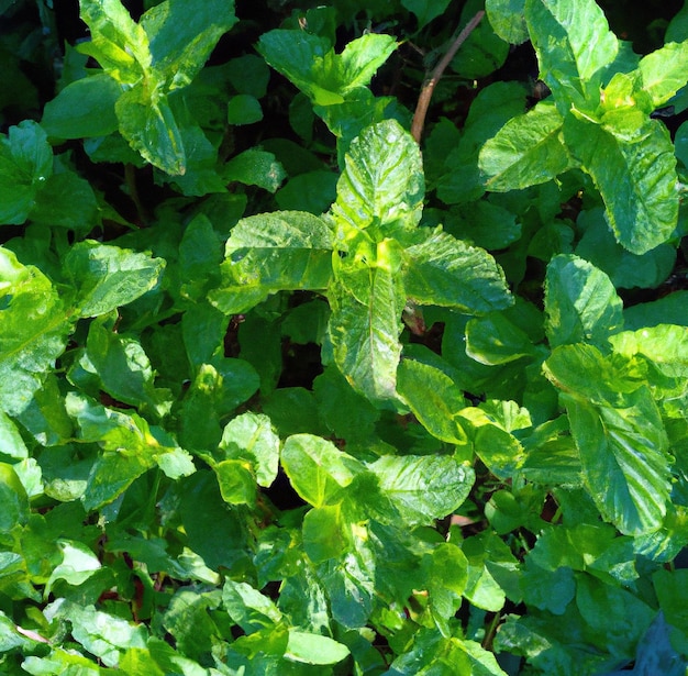 Image of close up of fresh green leaves mint plant on dark background