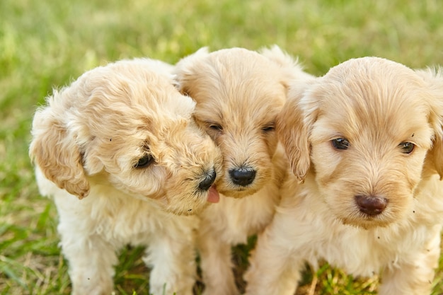 草の上の3匹のゴールデンドゥードルの子犬のくずのクローズアップの画像