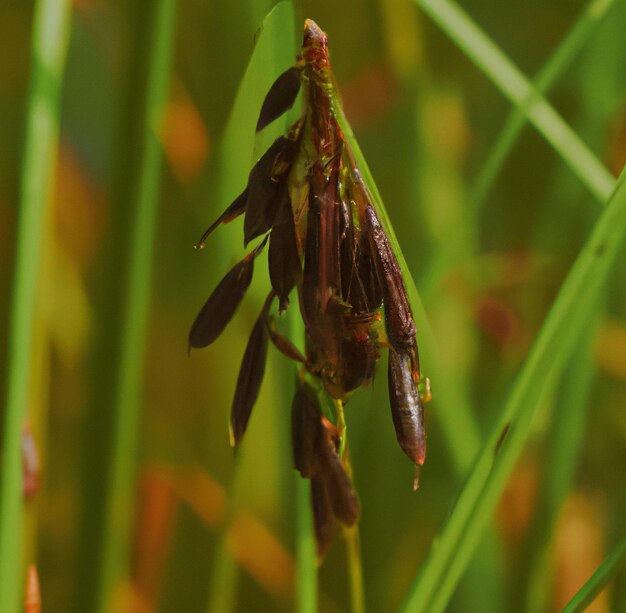 Image of close up of multiple grains of wild rice over green grass blades in background