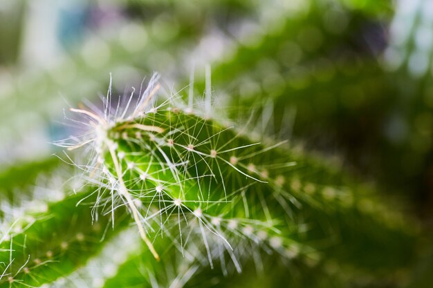 Image of Close up shot of thorns on a cactus plant