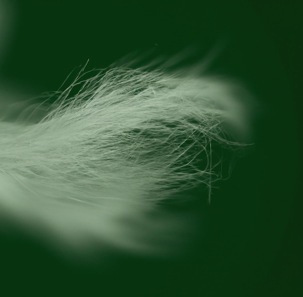 Image of close up of white wisp on green background