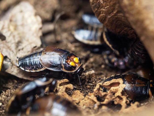 Image of a cockroach on a branch insects