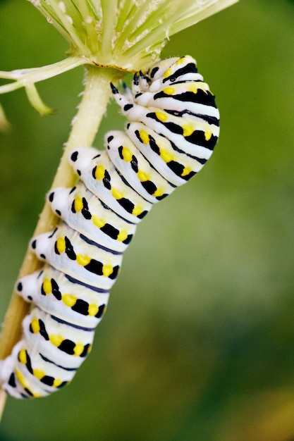 Image of Colorful white, yellow, and black caterpillar climbing stem