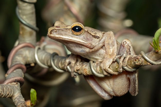 Image of Common tree frog, four-lined tree frog, golden tree frog, (Polypedates leucomystax) on a branch