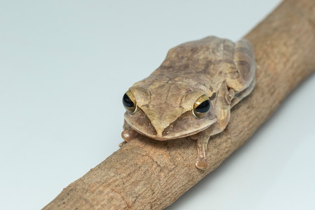 Image of Common tree frog, four-lined tree frog, golden tree frog, (Polypedates leucomystax) on a branch.