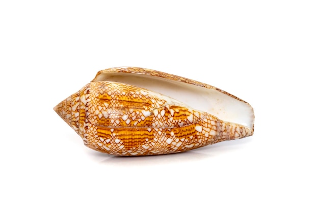 Image of conus omaria patonganus sea shell is a species of sea\
snail a marine gastropod mollusk in the family conidae the cone\
snails and their allies undersea animals