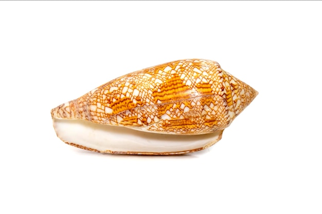 Image of conus omaria patonganus sea shell is a species of sea snail a marine gastropod mollusk.