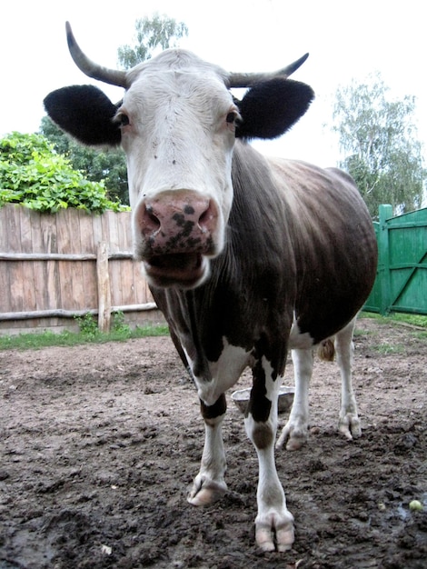 The image of cow chewing an apple