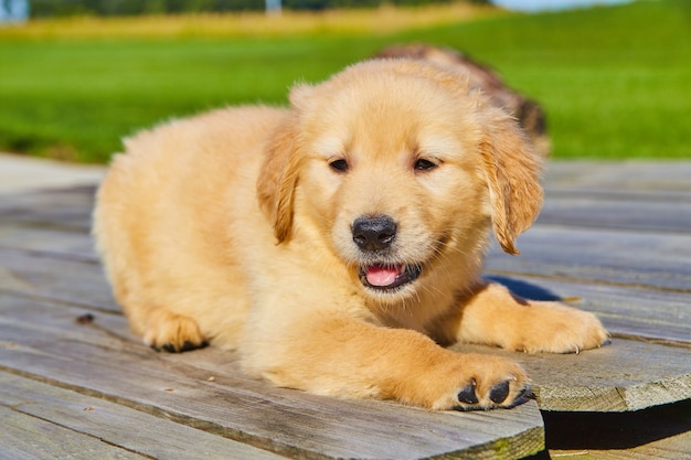 Foto immagine di un simpatico golden retriever che ansima su pezzi di legno con il verde sullo sfondo