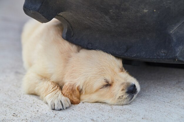 Image of Cute golden retriever puppy sleeping under car tire on cement