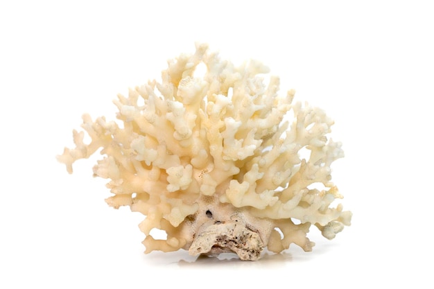 Image of dead white coral cubes on a white background Undersea Animals