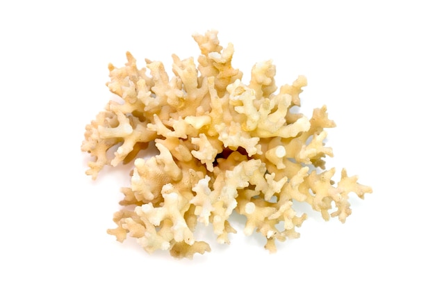 Image of dead white coral cubes on a white background Undersea Animals