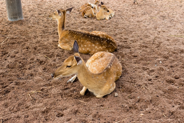 Image deer seat on the floor Sand