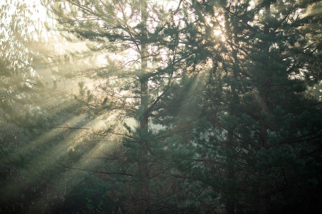 Photo image of dense forest with rays of sun.