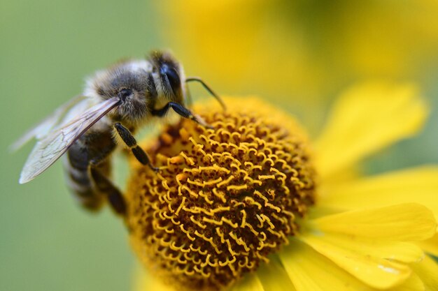 Image depicts a colony of adult honey bees harvesting nectar from a blooming flower