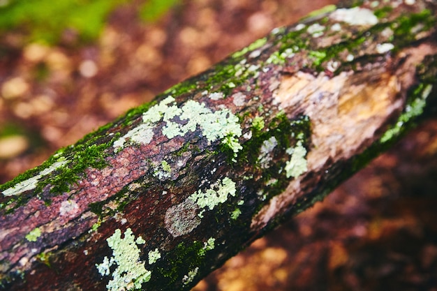 コケや地衣類で覆われた木の枝の詳細の画像