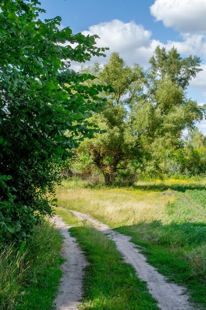 Image of a dirt road through the deciduous forest