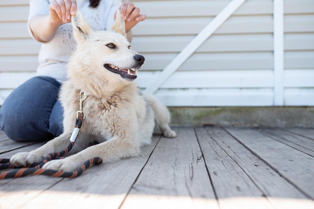 Image of dog with collar and leash looking to side and woman near white wooden wall on street