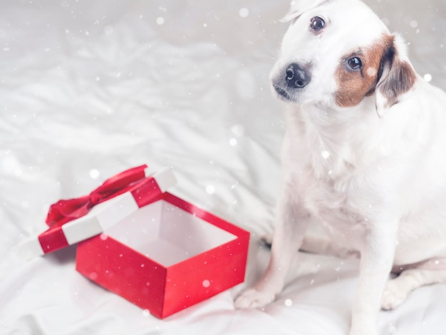 Image of a Dog with a gift box New Year and Christmas