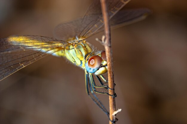 Изображение стрекозы sympetrum sp выполнено как фото приближения