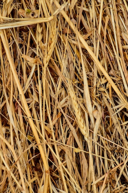 Image of Dried Yellow Hay Pattern Texture Background