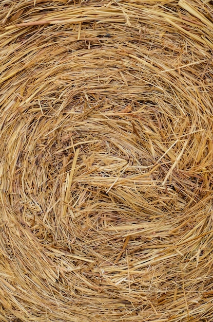 Image of Dried Yellow Hay Pattern Texture Background