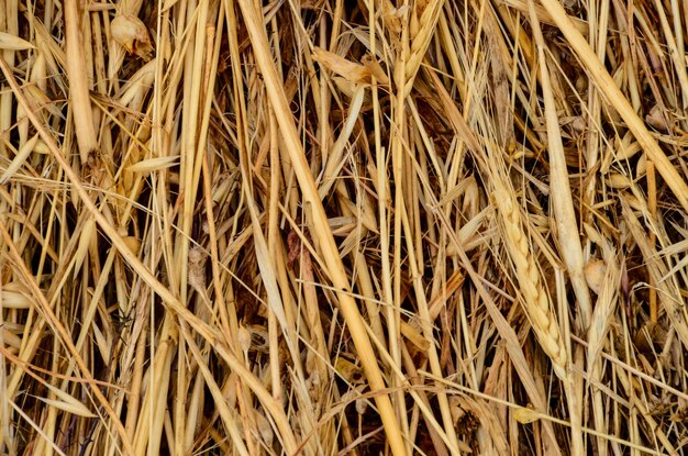 Image of Dried Yellow Hay Pattern Texture Background