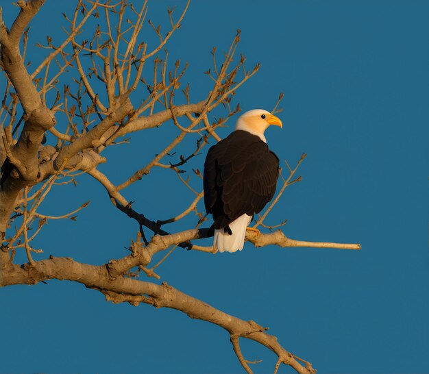 Photo image of an eagle