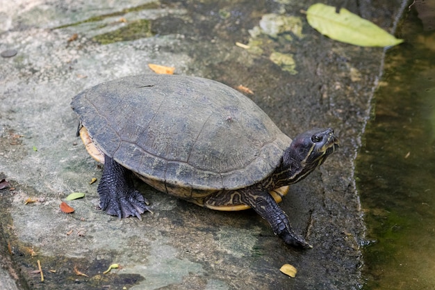 Изображение восточной куриной черепахи в таиланде