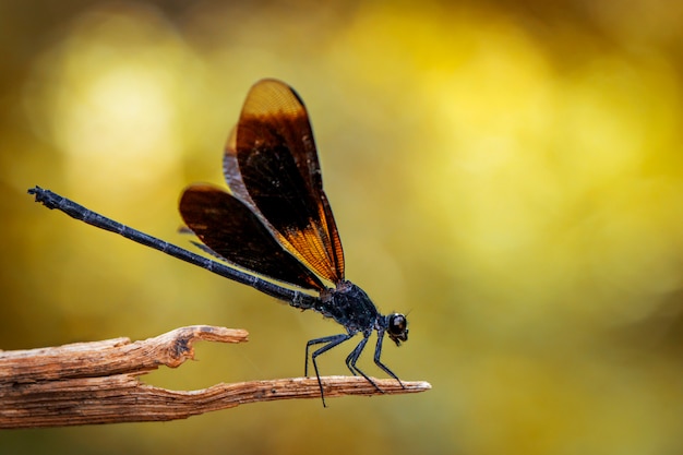 Immagine della libellula masoni di euphaea sui rami asciutti sul fondo della natura. animale insetto