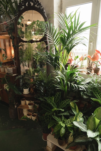 Image of exotic green potted plants and flowers in the room