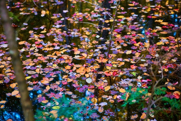 秋の葉が水の川をほぼ遮り、木が水の中を突き出している画像